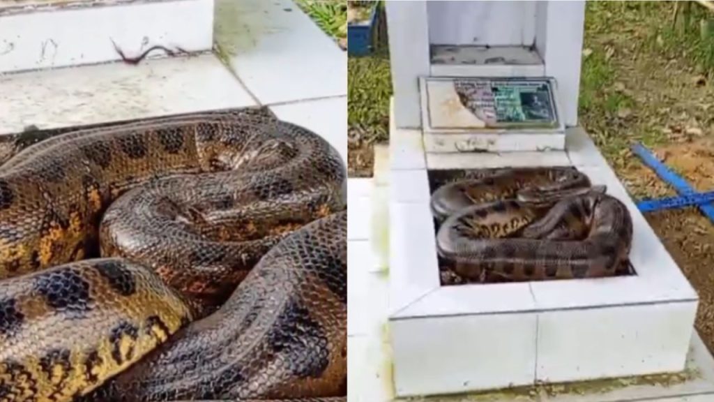 Vídeo mostra cobra sobre túmulo e assusta funcionário em cemitério de Manaus
