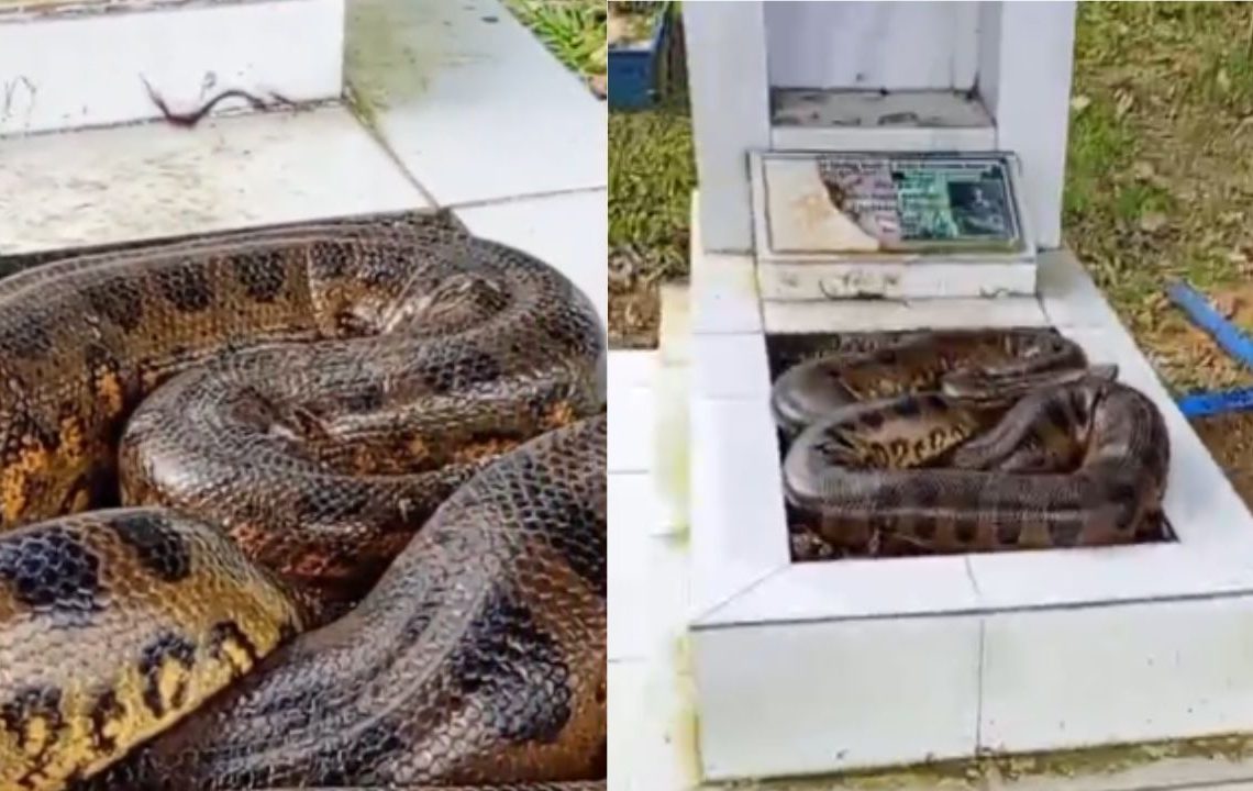 Vídeo mostra cobra sobre túmulo e assusta funcionário em cemitério de Manaus