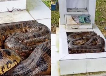 Vídeo mostra cobra sobre túmulo e assusta funcionário em cemitério de Manaus