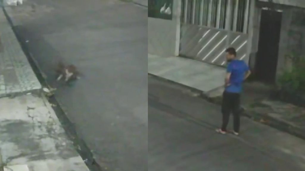Vídeo mostra pitbull matando gato enquanto tutor assiste sem fazer nada em Manaus