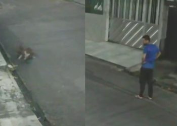 Vídeo mostra pitbull matando gato enquanto tutor assiste sem fazer nada em Manaus