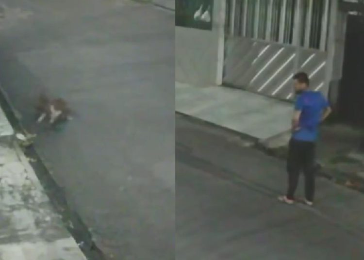 Vídeo mostra pitbull matando gato enquanto tutor assiste sem fazer nada em Manaus