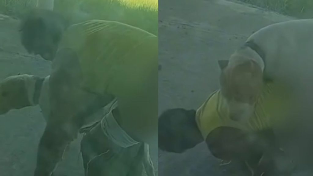 Após vídeo de abus0 contra cachorro, 'Boga Nervoso' é preso e dá justificativa absurda em PF