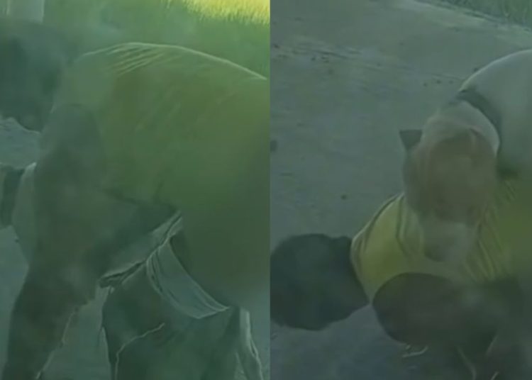 Após vídeo de abus0 contra cachorro, 'Boga Nervoso' é preso e dá justificativa absurda em PF