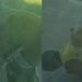 Após vídeo de abus0 contra cachorro, 'Boga Nervoso' é preso e dá justificativa absurda em PF